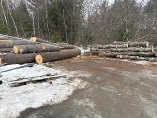 Forest Thinning