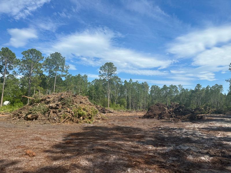Tree Removal