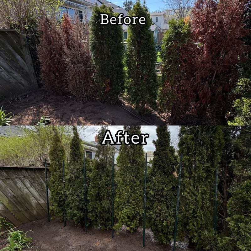 Tree and Shrub removal