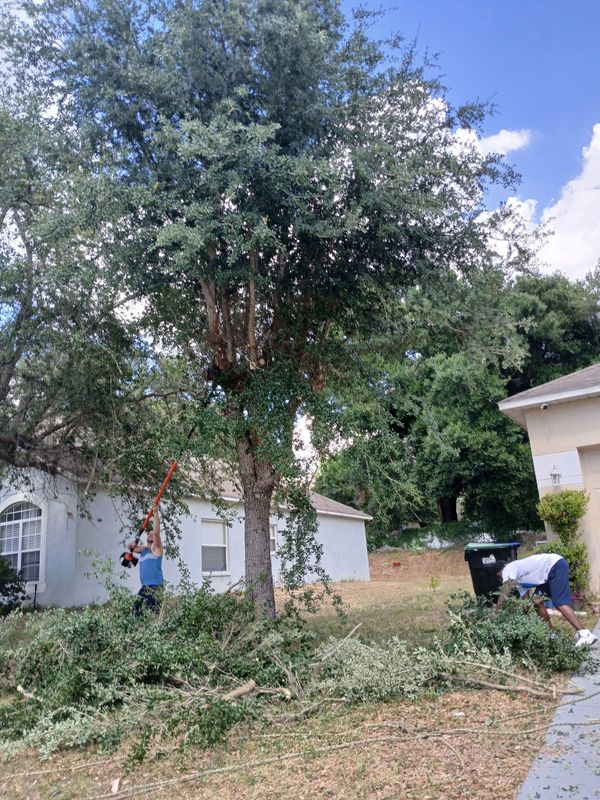 Tree Services