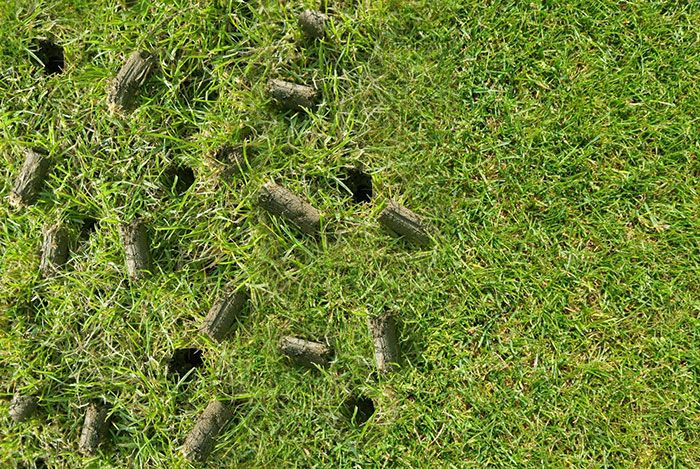 Aeration and Overseeding