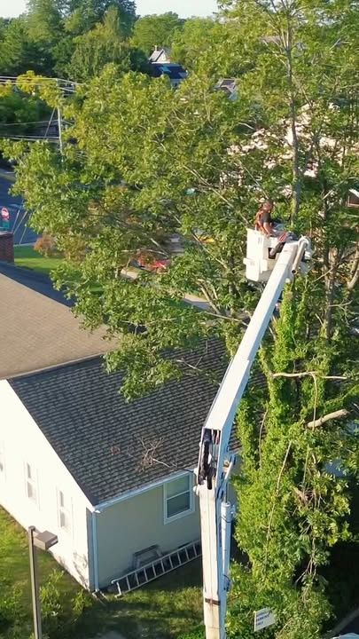 Transforming Spaces: Precision Tree and Fence Removal by Conleys Site Work LLC