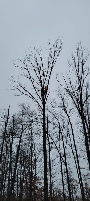 Tree Removal gallery