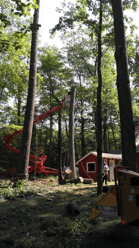 Stump Grinding and Removal