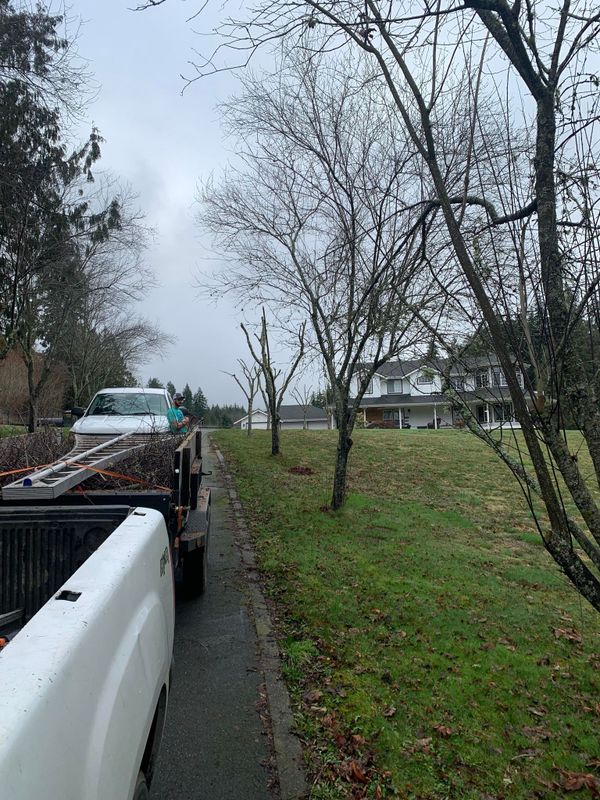 Tree Planting, Trimming and Removal