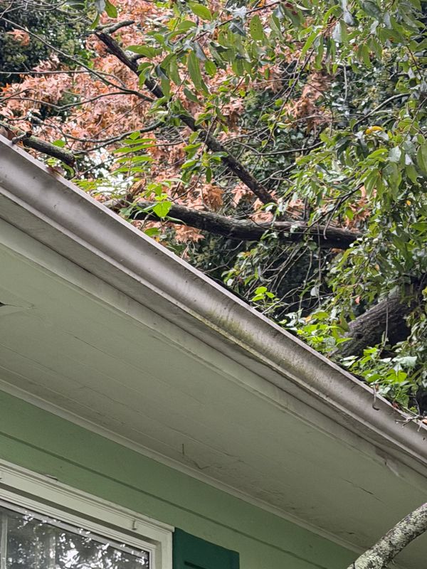 Tree Removal