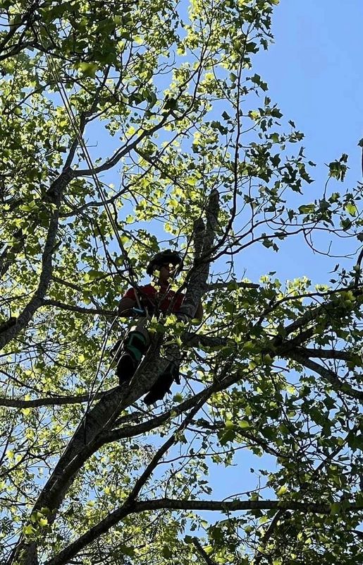 Tree Trimming