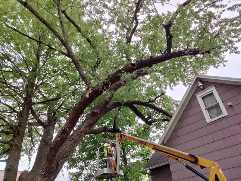 Tree Trimming gallery