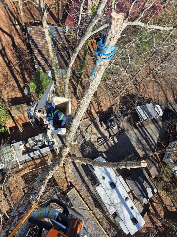 Tree Trimming & Removal