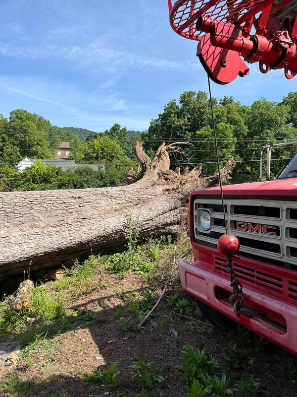 Tree Removal gallery