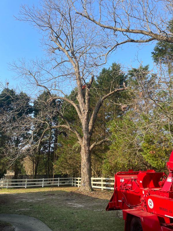 Tree Removal