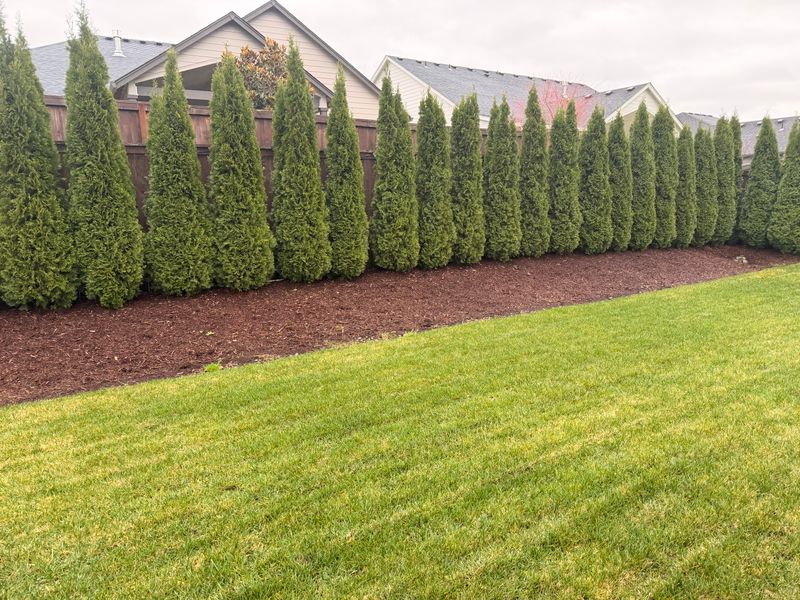 Lawn Aeration