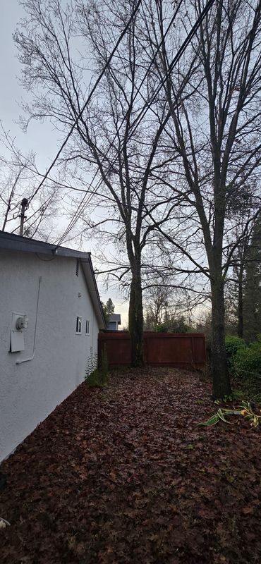 Hazardous Tree Services