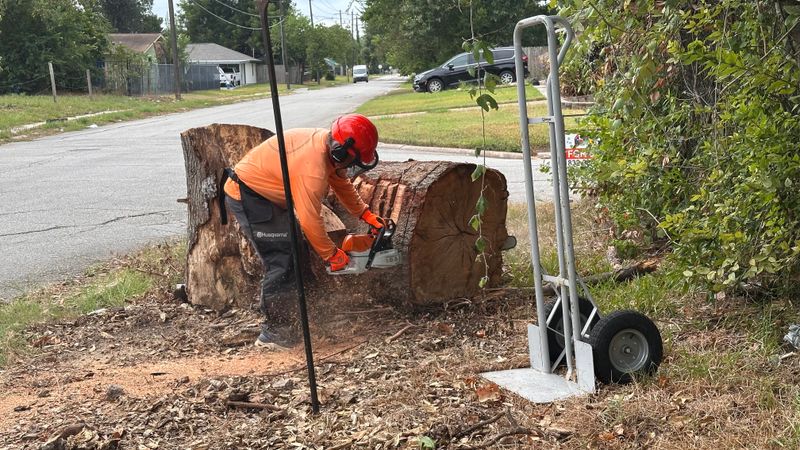 Tree trimming and removal