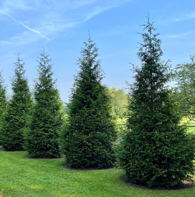 Privacy Trees