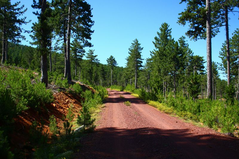 Land Clearing