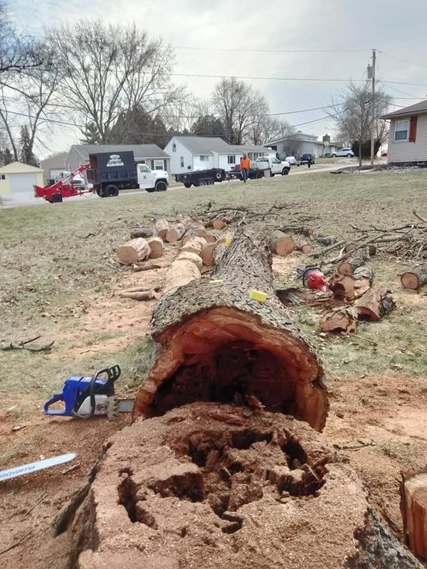 Tree Removal