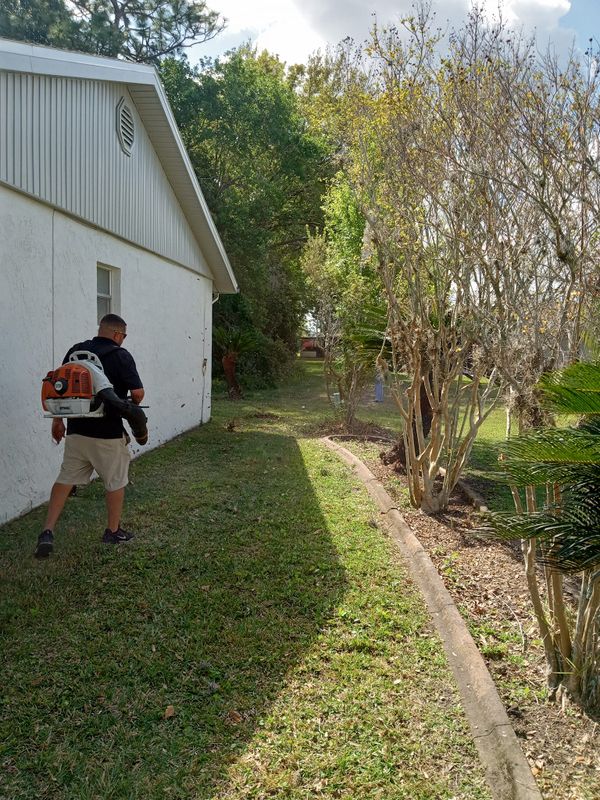 Tree Services