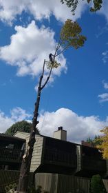 Tree Services