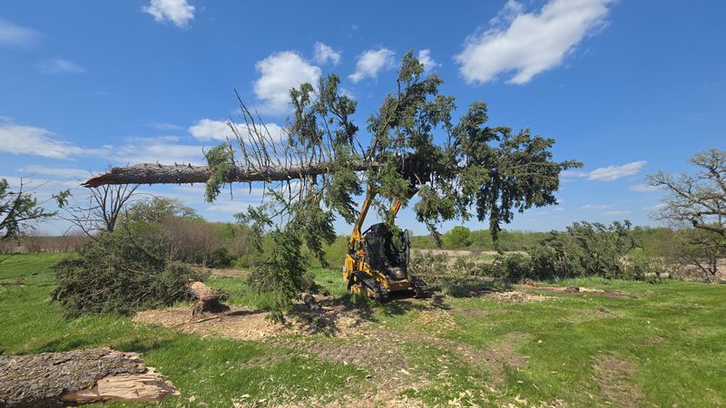 Tree Removal