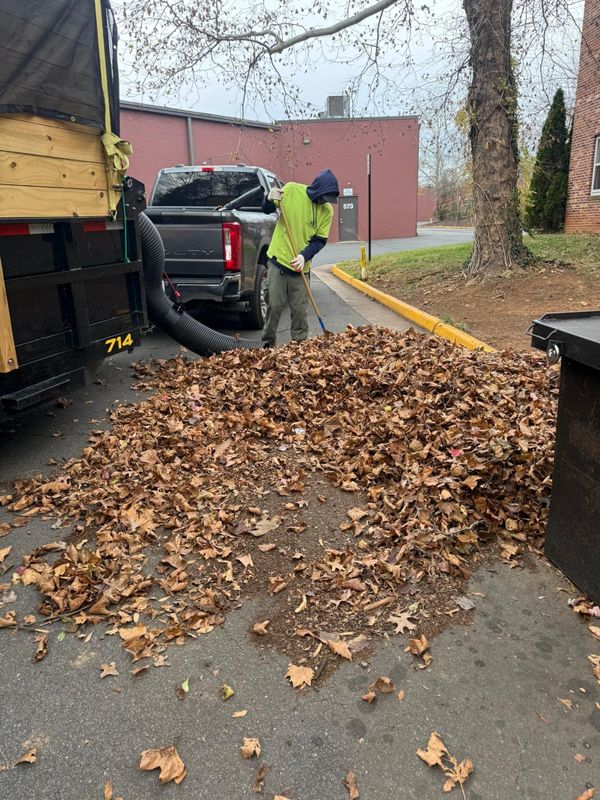 Leaf Removal