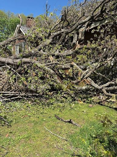 Tree Removal