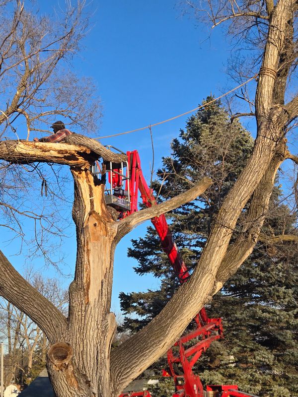 Tree Trimming