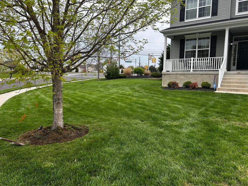 Lawn Care & Maintenance