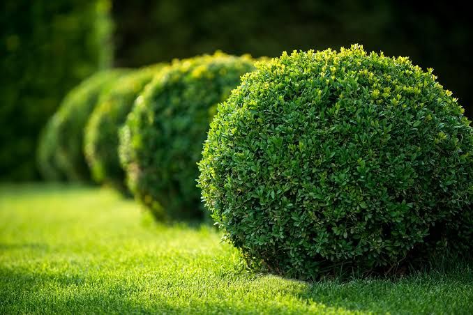 Tree & Shrub Care