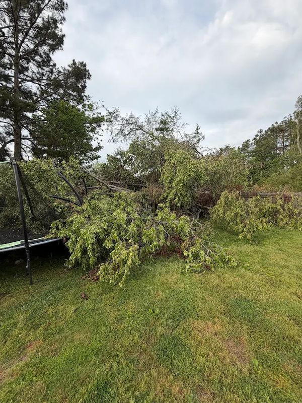 Storm Damage Tree Removal