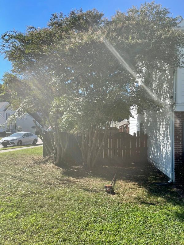 Tree Removal gallery