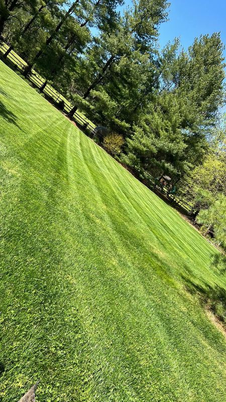 Lawn Aeration and Overseeding