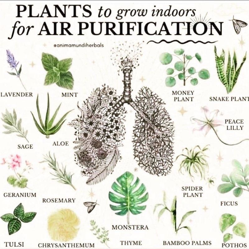 Plant and tree list