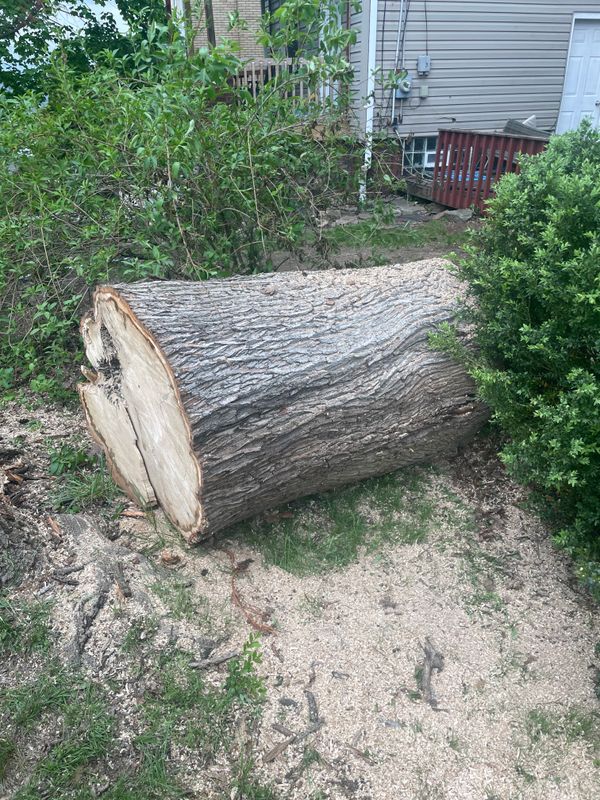 Tree Removal gallery
