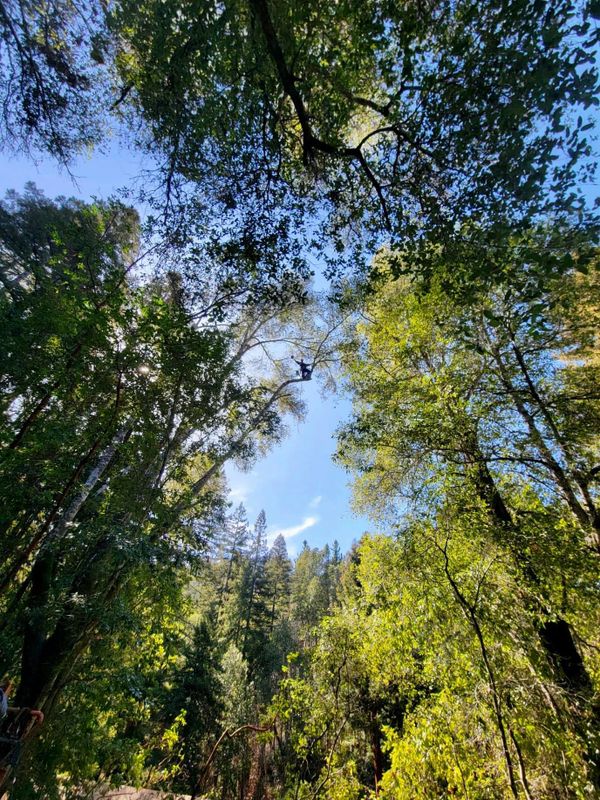 Tree Trimming and Removal