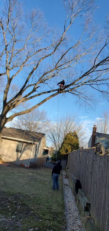 Residential Tree Services