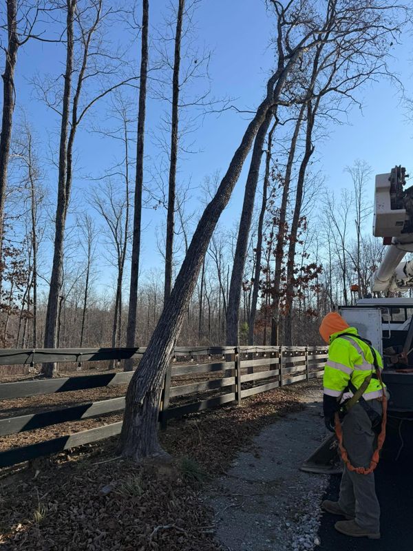 Other Tree Services