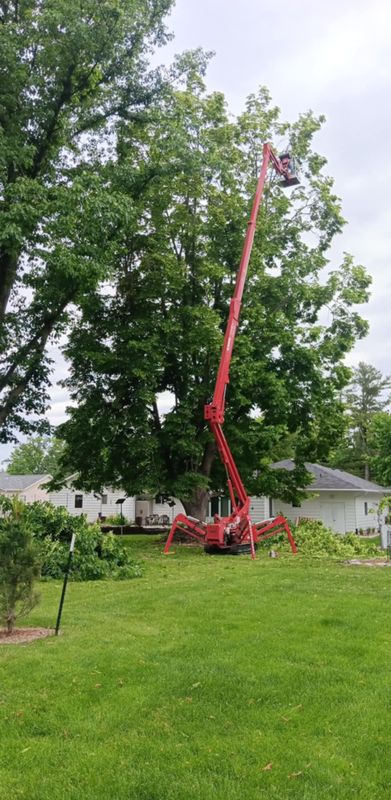 Tree Trimming