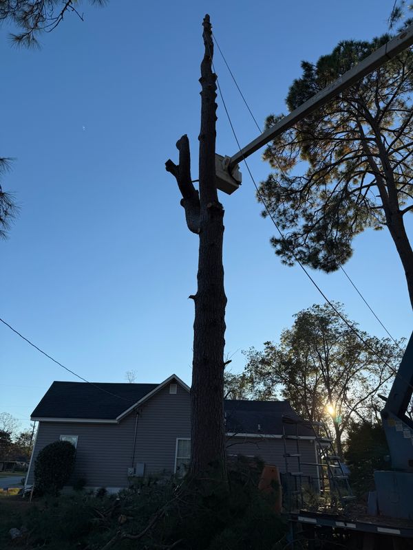 Tree Trimming