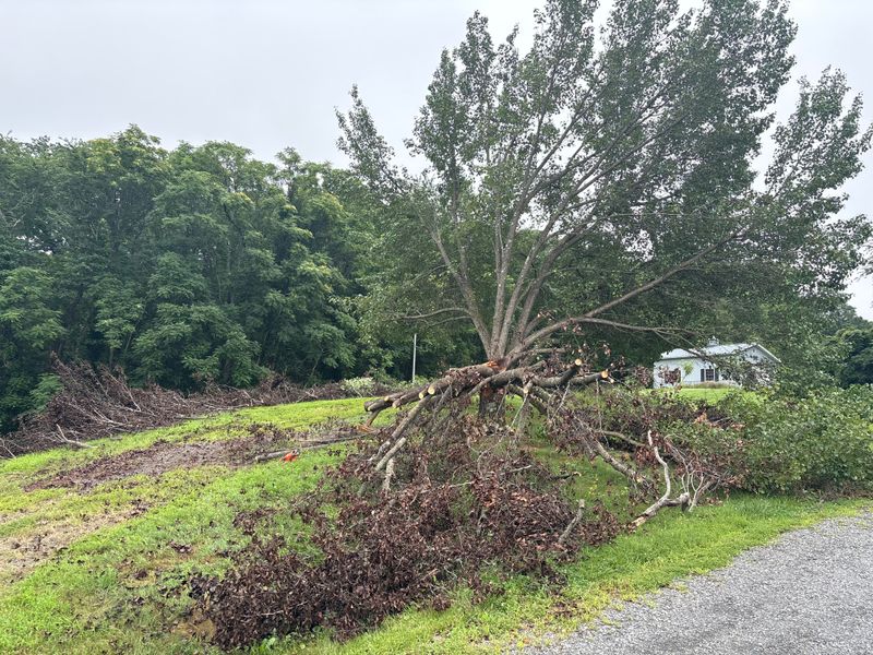 Expert Tree Removal and Client-Centric Service in Marshall by Mountainside Property Services LLC