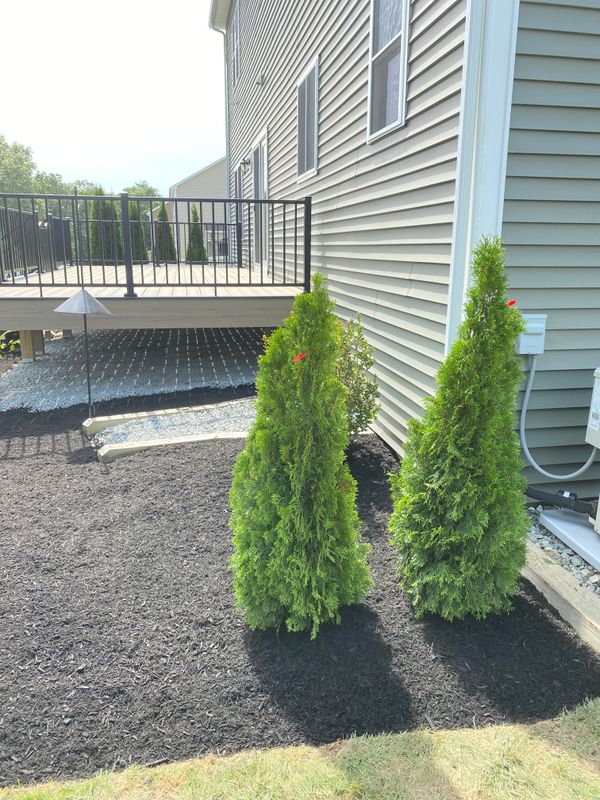 Shrub Trimming