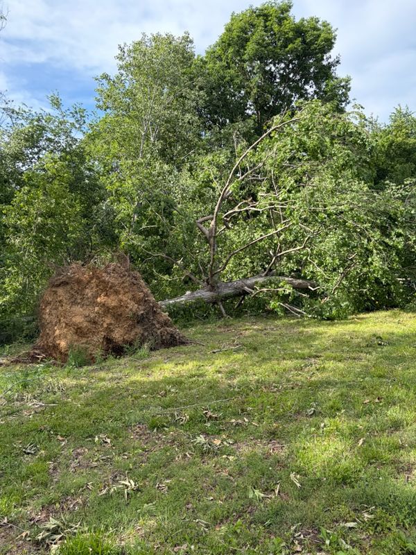 Tree Removal