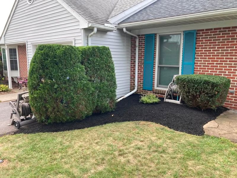 Tree & Shrub Care