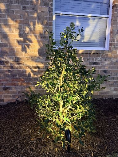 Landscape Lighting