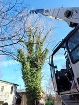 Tree Services