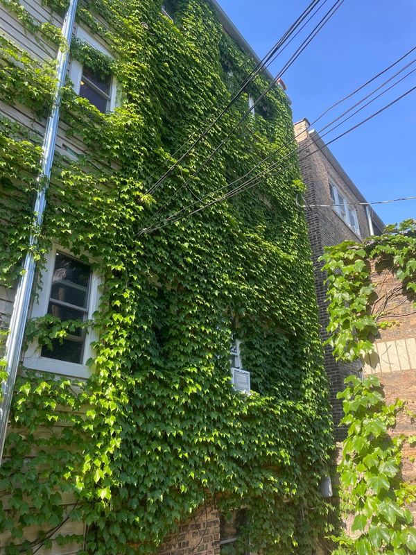 Tree and Shrub Care