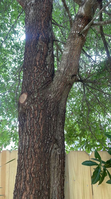 Tree Inspections