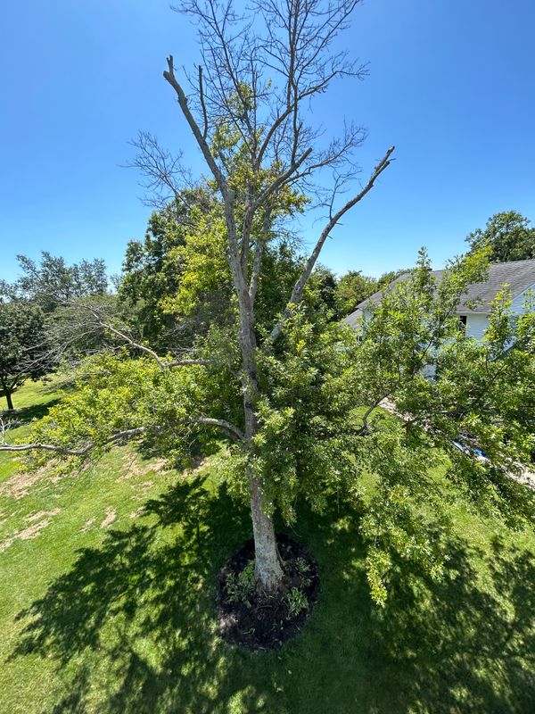 Tree Trimming