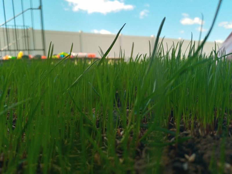 Grass Up