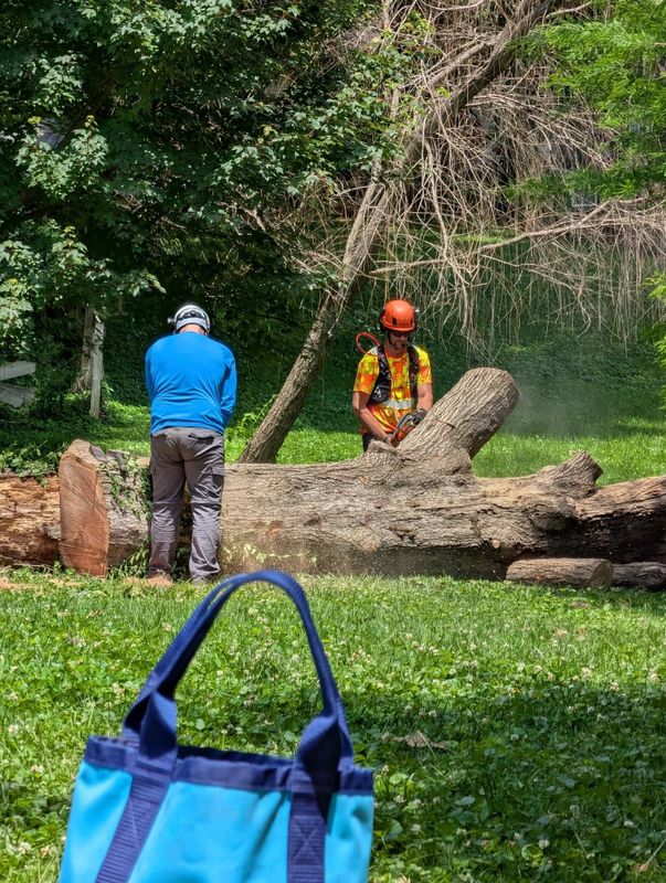 Tree Services